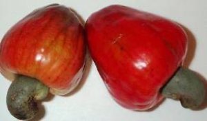 Noix de Cajou