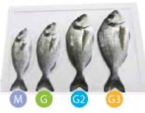 Daurade /loup de mer frais