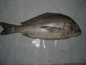 Poisson, buro, dorade grise.. Poisson, buro, dorade grise..
