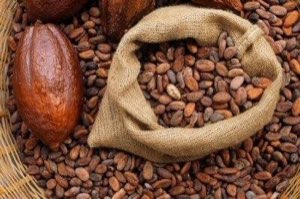 Cacao en vente Cacao en vente