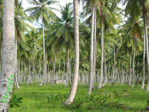 noix de coco en vente 