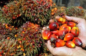 noix de palme en vente 