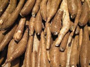 Tubercule de manioc en vente Tubercule de manioc en vente