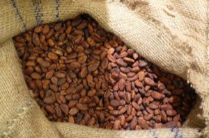 Cacao