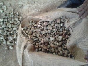 Noix de Cajou/ Cahsew nut