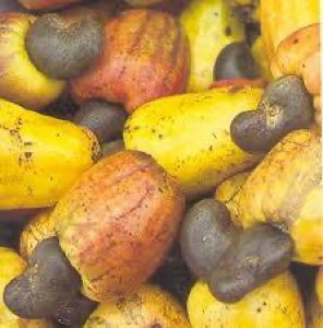 NOIX DE CAJOU