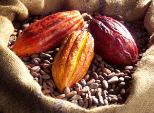 cacao