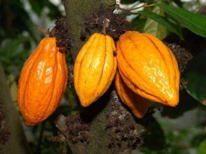 cacao et café