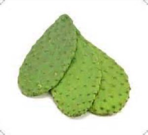 feuille de cactus barbarie  