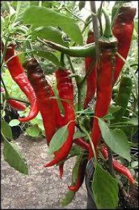 Piment bec d'oiseau Piment bec d'oiseau
