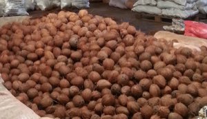 noix de coco seches