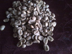 graines vertes café