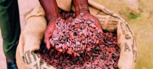 FÈVES CACAO