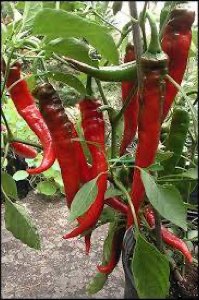 Piment bec d'oiseau Piment bec d'oiseau
