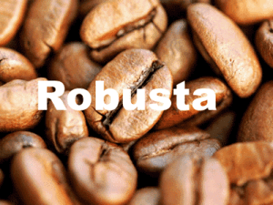 CAFE ROBUSTA GRADE 1 ET 2