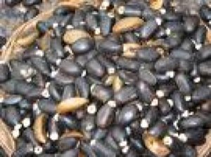 Jatropha Jatropha