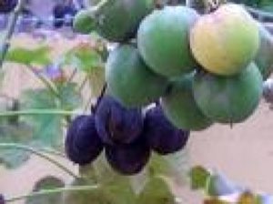 Boutures de jatropha Boutures de jatropha