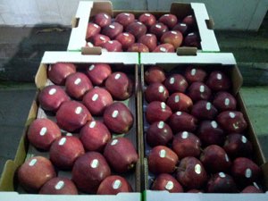 Pomme Portugais