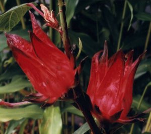 Fleurs hibiscus (bissap)