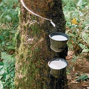 Caoutchouc naturel