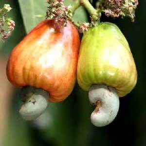 NOIX DE CAJOU