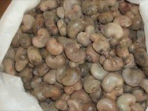 NOIX DE CAJOU