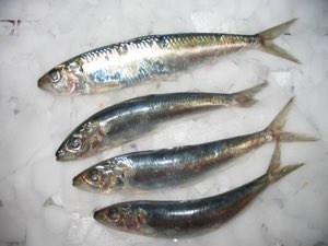 Sardine