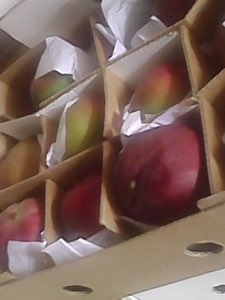 Mangue fraiche Mangue fraiche