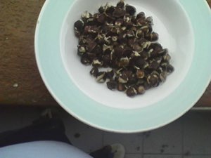 Moringa oleifere et maniguette