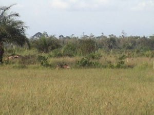 terrain