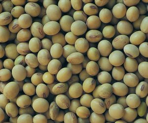 Soja grain ogm grade # 2 Soja grain ogm grade # 2