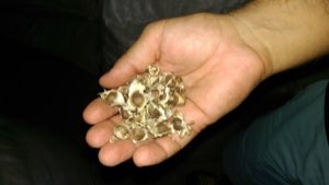 MORINGA Oleifera