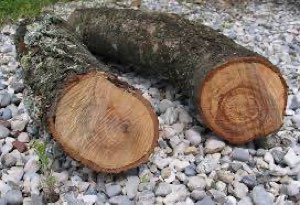 BOIS D AMANDIER