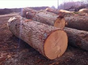 VENTE DU BOIS EN GRUME