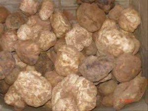 Truffes de Sahara