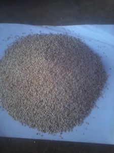 sesame 