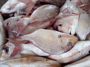 Poisson congelé