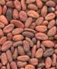 CACAO SARL