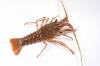 Cap Langouste