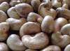 SOBECI