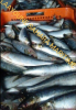 Poisson congele